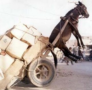 El más burro